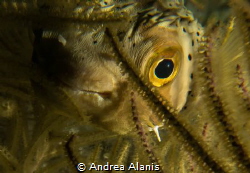 Porcupinefish during a night dive by Andrea Alanis 